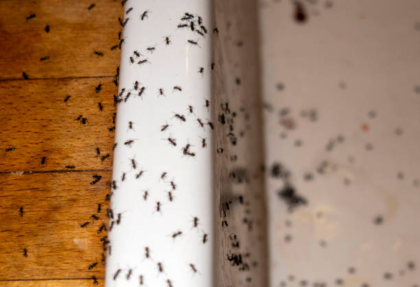 Best Flea Control Services  in River Heights, UT