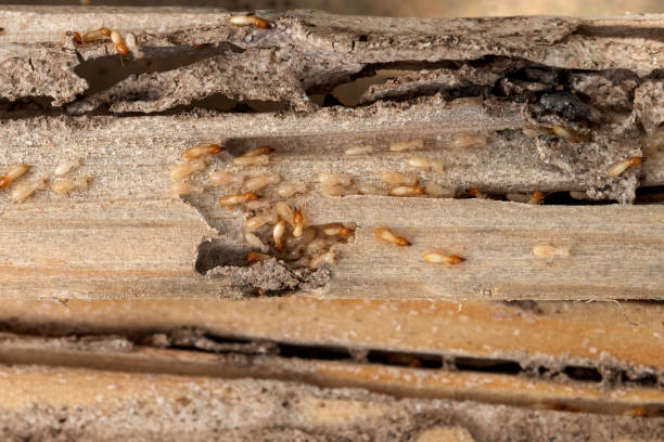 Reliable River Heights, UT Pest Control Solutions
